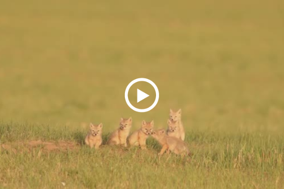 Corsac family spotted in Hulunbuir grassland