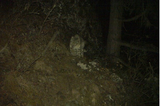 Snow leopard spotted for first time in Nyingchi