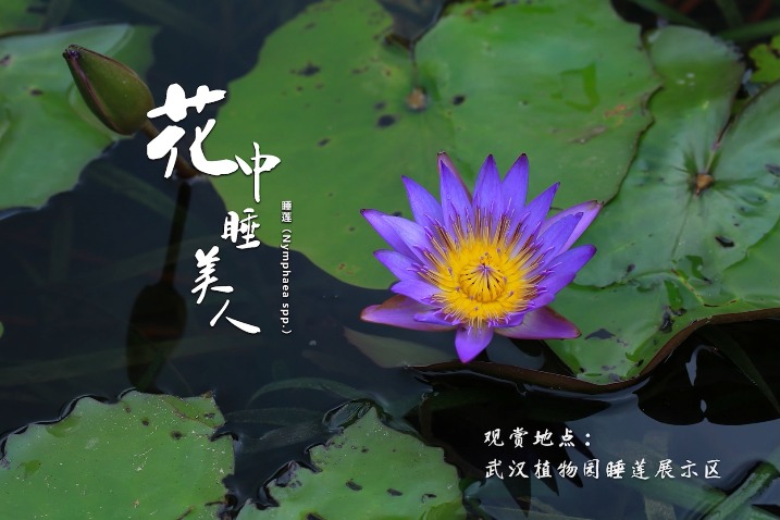 The water lily is often known as the sleeping beauty of flowers
