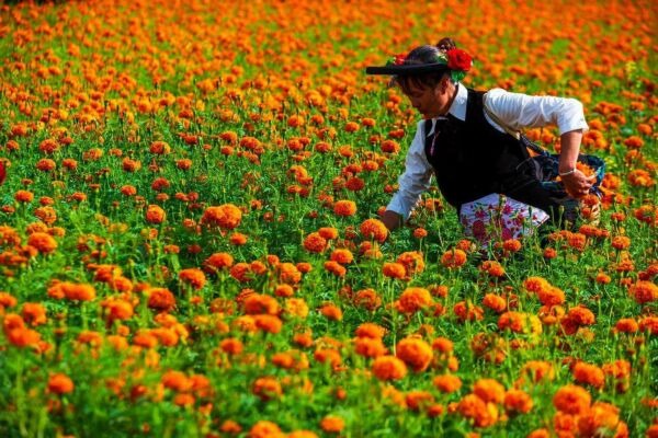 Come to Yunnan Nanhua and feast your eyes on a sea of yellow flowers