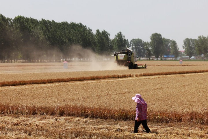 Heavy rain to have limited effect on grain prices, supply