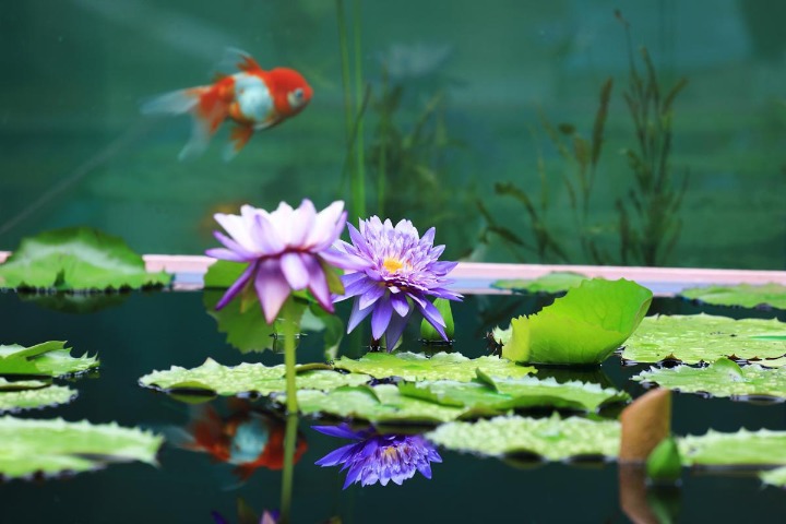 Chenshan Botanic Garden to hold annual waterlily showcase