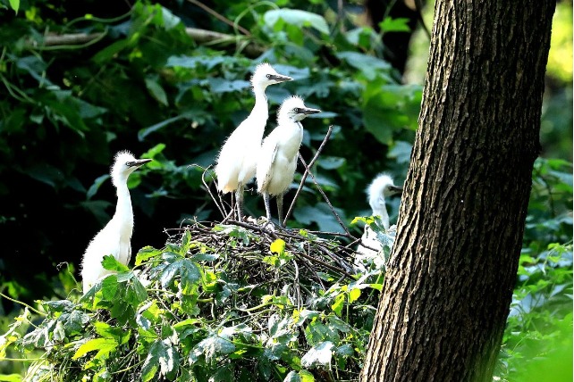 Camphor tree forest in Nantong home to numerous birds