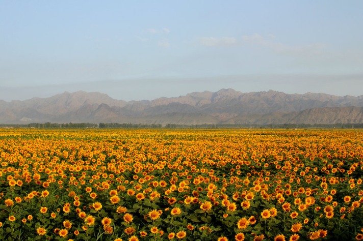 Sunflower plantation yields high-quality seeds in the middle reaches of the Yellow River