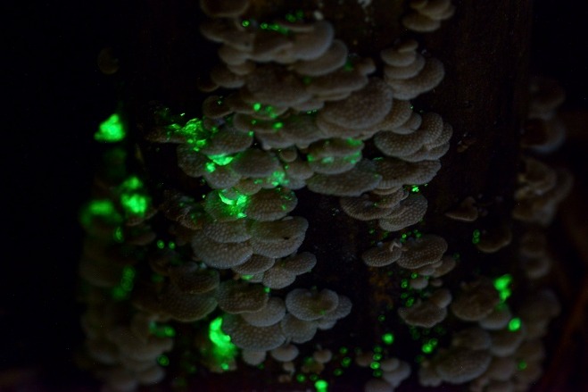 Glowing mushrooms found at Botanical Gardens in Xishuangbanna