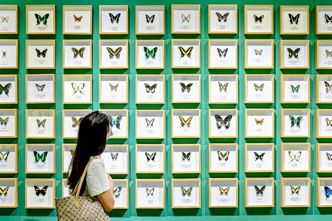 Inner Mongolia museum abuzz with insects in exhibition