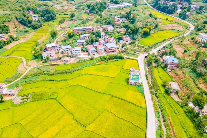 Rice fields are harvest symphony in Chongqing