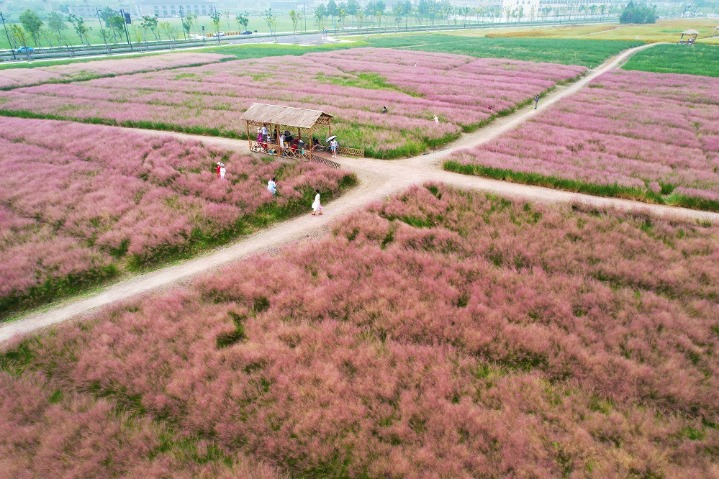 Fields of pink grass add to seasonal colors of Hangzhou
