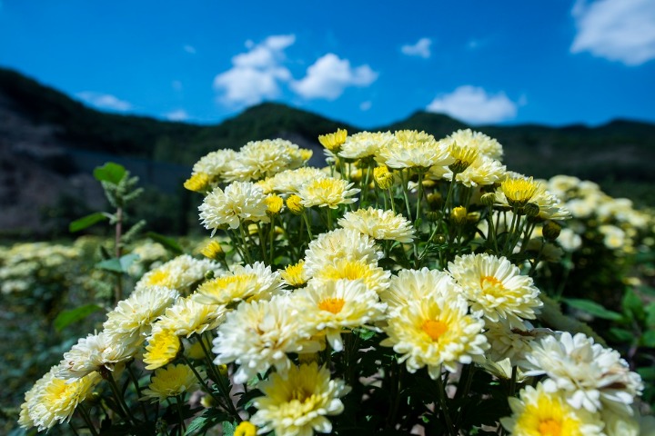 Chrysanthemums herald golden autumn in N China