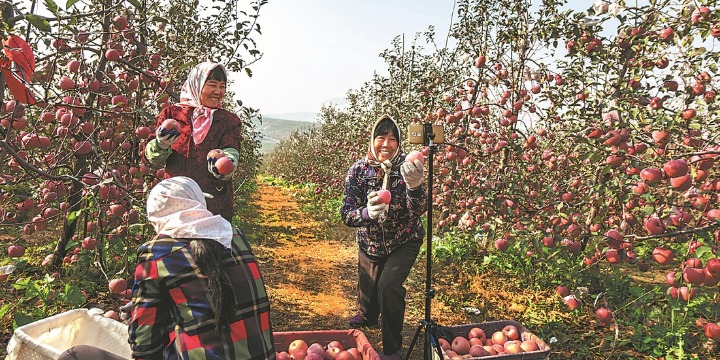 Tech, best practices give Chinese apples big edge