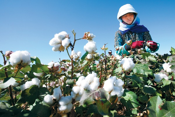Xinjiang cotton industry provides freedom to succeed