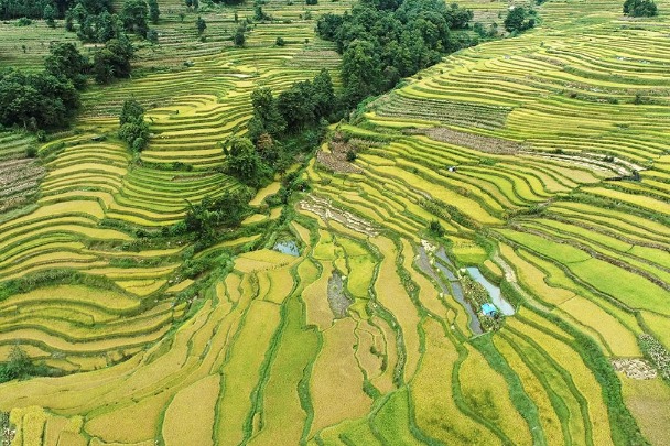 The pretty, golden rice fields of Yunnan