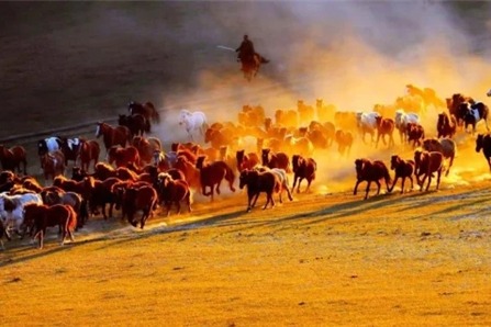 Inner Mongolia sees strong tourism during National Day holiday