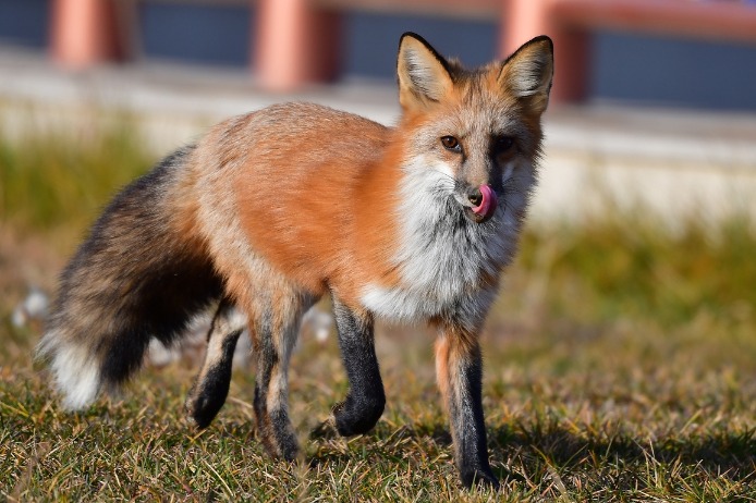 Red fox finds habitat in urban grassland of N China's Baotou