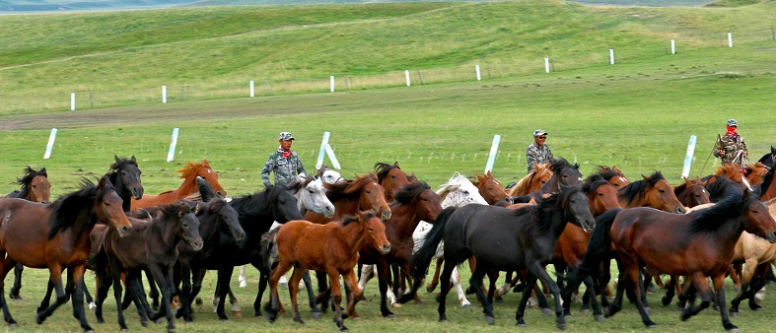 Shandan Military Horse Farm