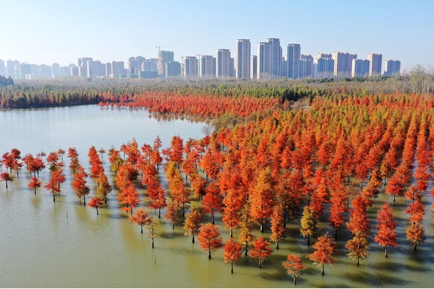 Dawn redwood trees form ecological landscape in E China