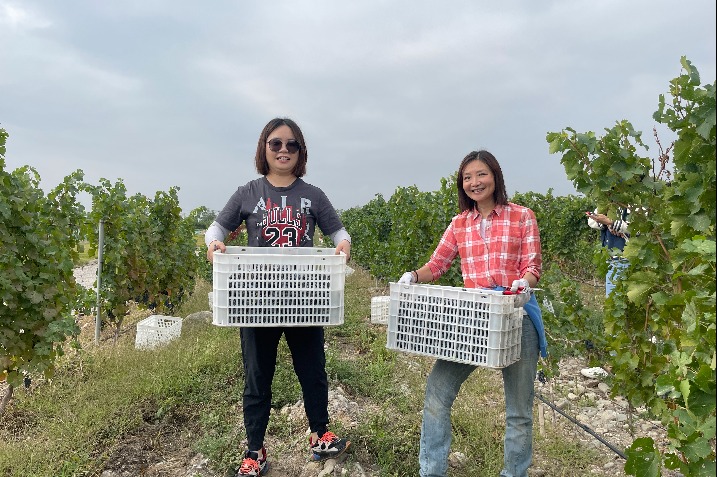 Volunteers help with grape harvest, wine production in Ningxia
