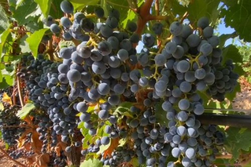 Uncorking secrets behind making fine wine in Ningxia