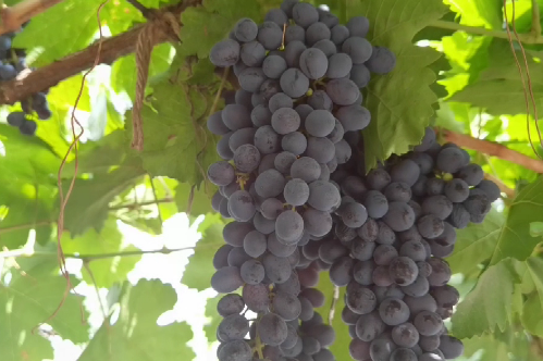 Ningxia winery with century-old grapevines taps into tourism