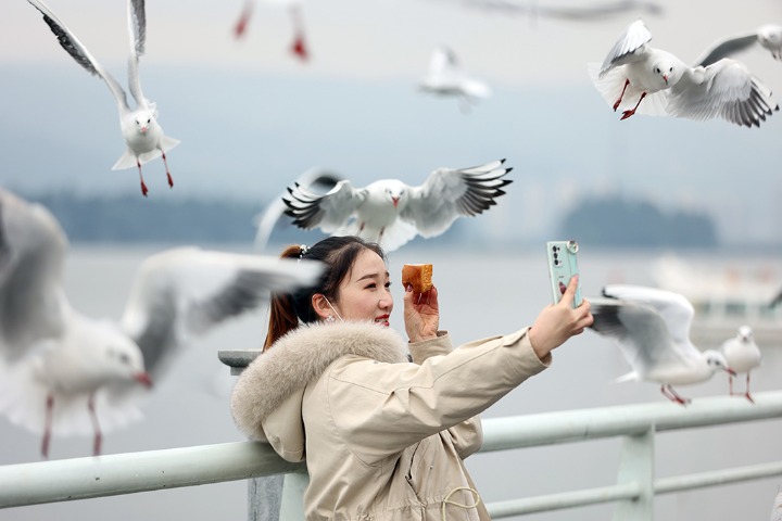 Tens of thousands of seagulls in SW China draw local residents