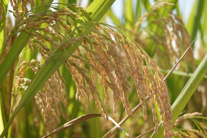 China shows breakthroughs in agri science research