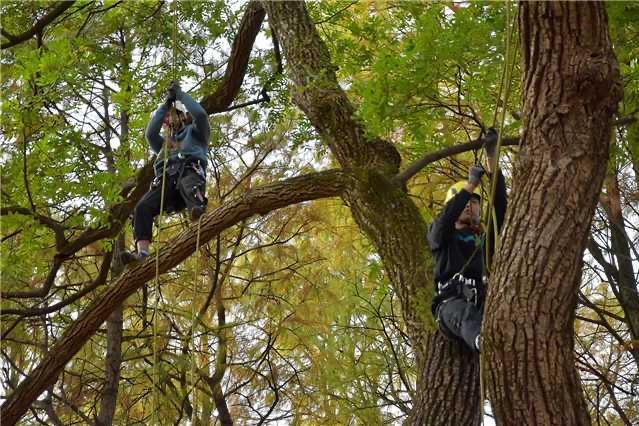 Tree-climbing class takes root in Hubei