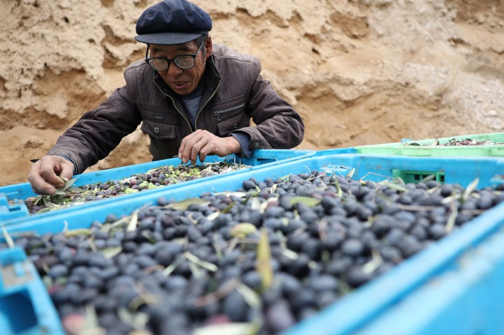 Olive oil manufacturing is a cottage industry in Gansu