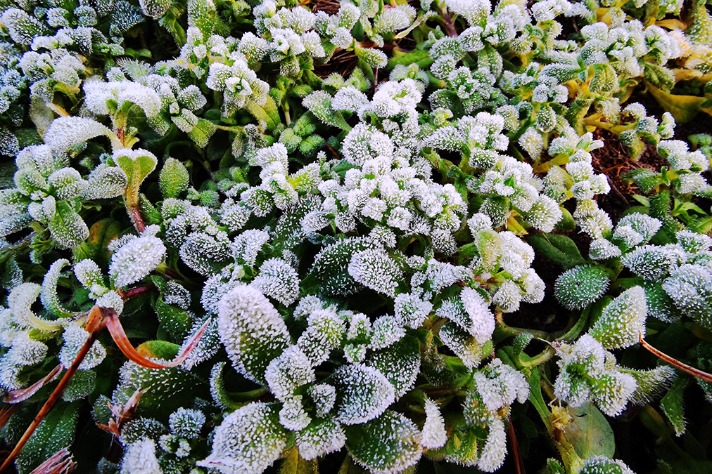 Frosted plants resemble sugar-coated candies after temperature drops