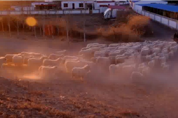 Goats return home in golden twilight in N China