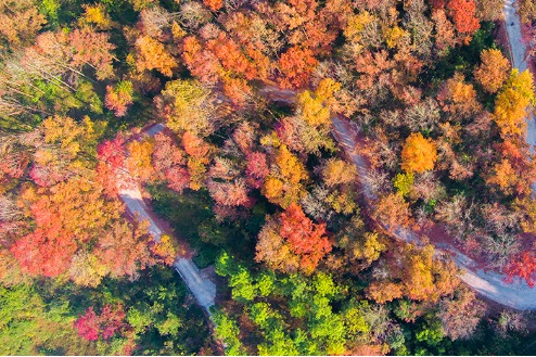 Colorful maple forests decorate Yizhou
