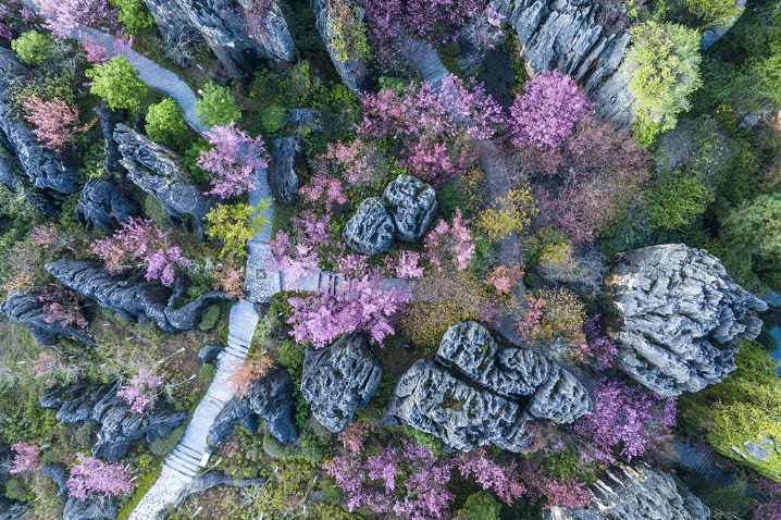 Pink cherry blossoms at world heritage site in SW China