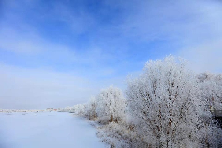 Snow turns forest white in Inner Mongolia