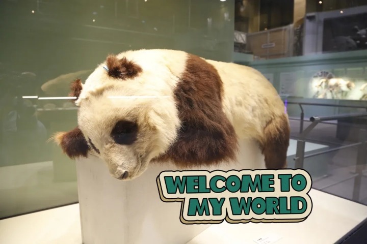 Museum exhibit tells the story of how the pandas evolved