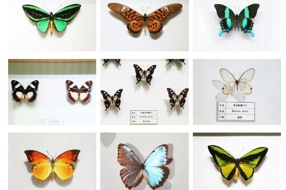 Butterfly specimen exhibition underway at Jiangsu Jianghai Museum