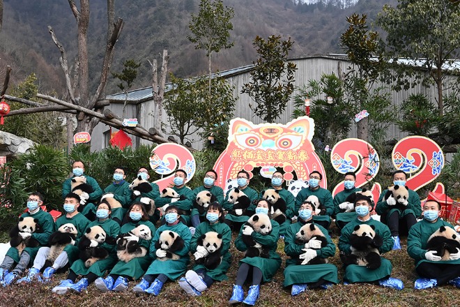 Say cheese! Panda cubs welcome New Year, Winter Olympics in photos