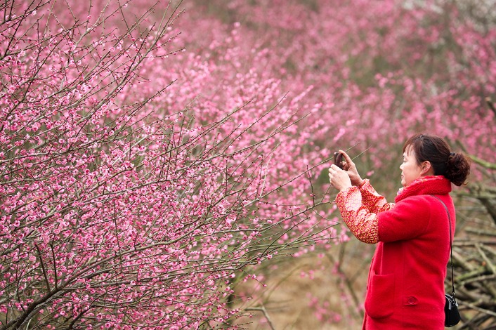Plum flowers herald the coming of spring