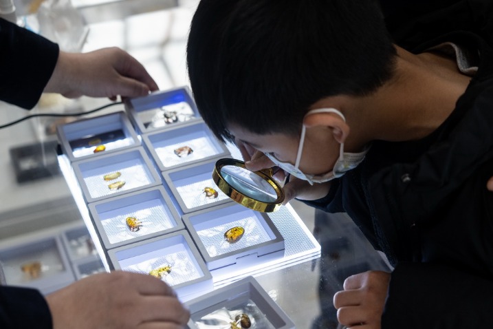 Precious amber on show at Shanghai Natural History Museum