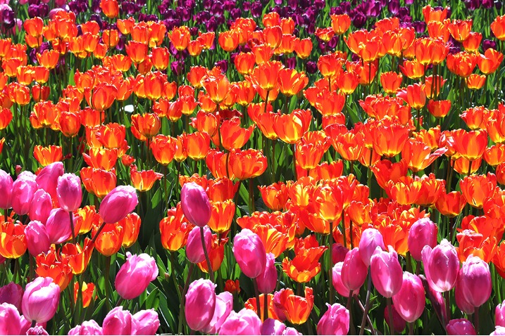 Tulip flower show opens in Kunming