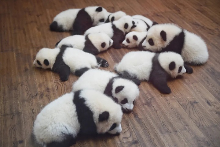 Panda cubs draw visitors to zoo because of popular mascot