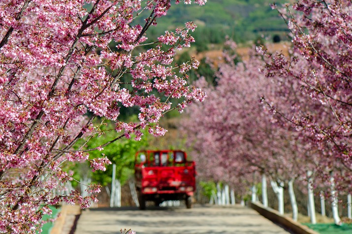 Flowering cherry blossoms in Kunming
