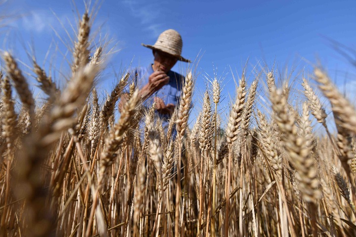 Chinese biologists develop anti-disease wheat