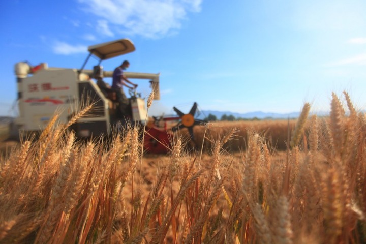 Less surface ozone could significantly increase wheat yield: Study