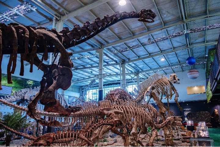 Private museum in Chengdu dedicated to paleontology collection