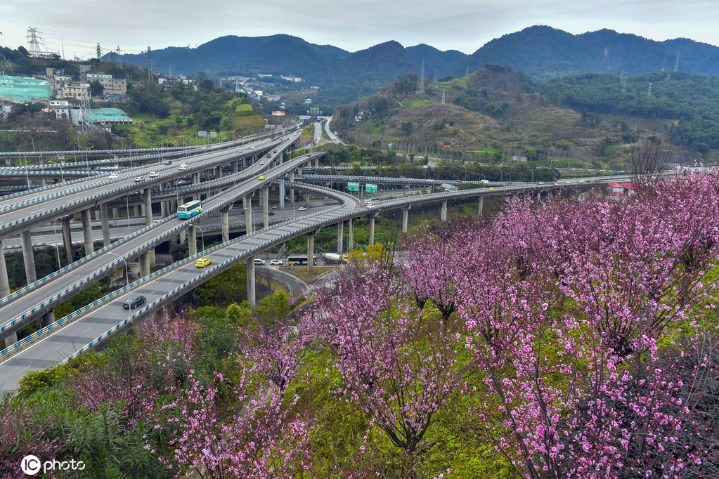 Blooming peach blossoms adorn overpasses in Chongqing