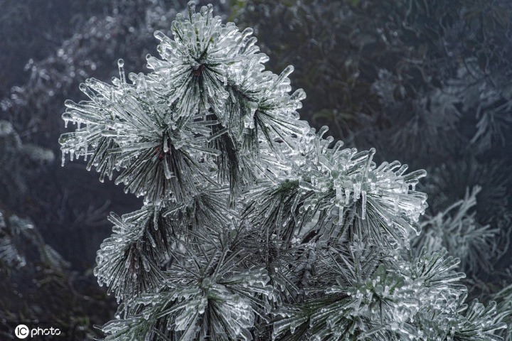 Soft rime and icicles appear on Jiangxi mountains