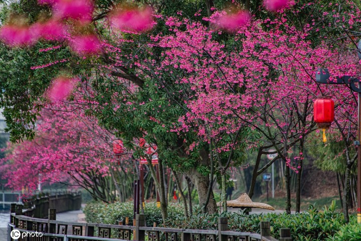 Blooming cherry blossoms present pink scenery in Jiangxi