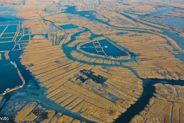Vast areas of golden reeds grow in Baiyang Lake
