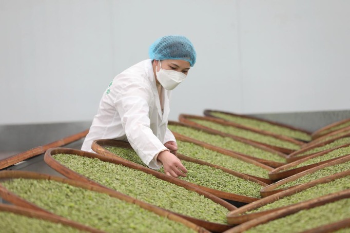 Spring tea harvest begins in Guangxi