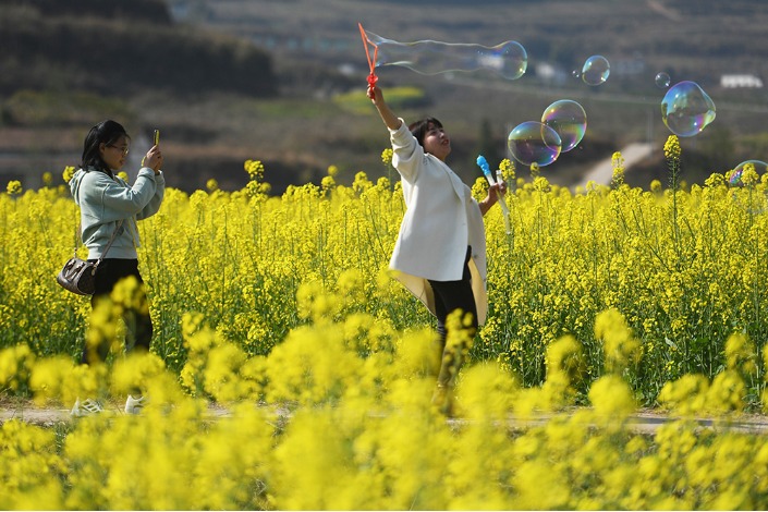 Blooming rapeseed flowers present gorgeous rural landscape in Sichuan