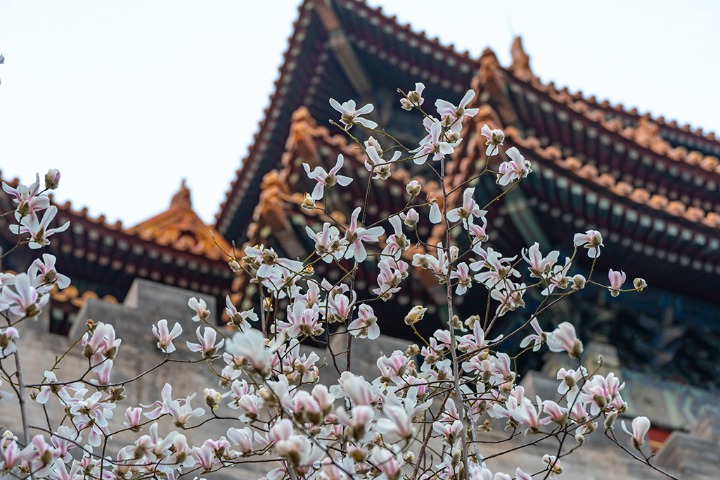 Magnolia flowers bloom outside east gate of the Forbidden City